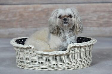Wicker Dog Basket for Dog and Cat - Dog Bed, Cat Bed with Cushion, Pet Basket, Woven Cat Basket 60x43 H19 cm (80 x 60 x 26 cm, Beige)