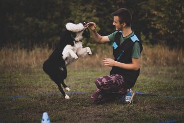 Іграшка для собак Dingo з овечої шерсті з банджі-ручкою, апорт для тренування та перетягування, чорна ручка