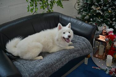 М'яка ковдра для собак та котів Raikou з плюшевою подушкою, 80x60 см, блакитний мікс (миється, не ковзає)