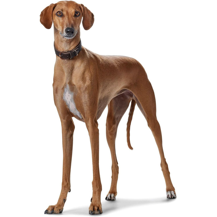 Нашийник для грейхаундів HUNTER SUPER SOFT, шкіряний, з підкладкою, розмір M (52), темно-коричневий