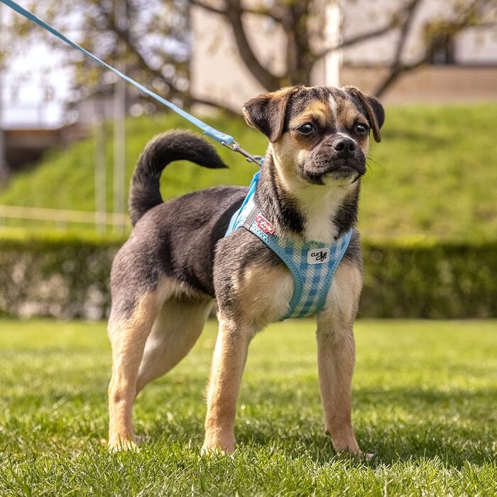 Шлейка для собак curli Clasp Air-Mesh, повідок M (Skyblue-Caro, XS)