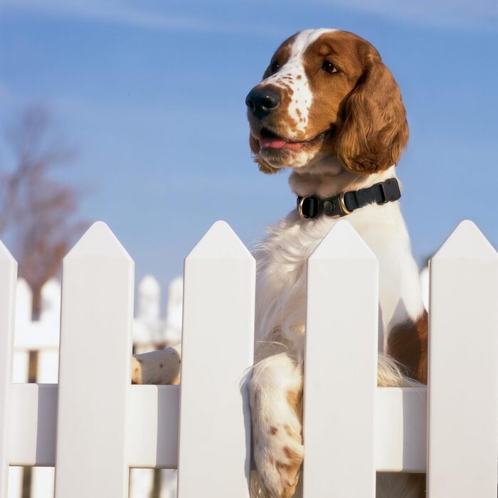 PetSafe KeepSafe міцне нашийник для собак (червоний, Small, ширина 1.9 см)