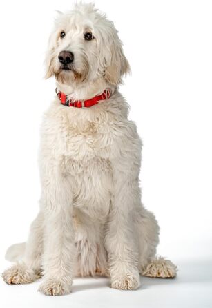 WowWow Professional Dog Collar with Leash - Size 37-46 cm, 195g, lightweight, innovative collar with integrated leash - known from 'The Lion's Den' (S, Red)