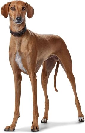 Нашийник для грейхаундів HUNTER SUPER SOFT, шкіряний, з підкладкою, розмір M (52), темно-коричневий