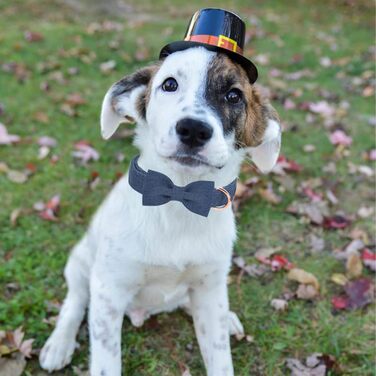 Нашийник для собак дівчаток Aring Pet, бавовняний, з бантиком, регульований, для великих собак, XS, темно-синій