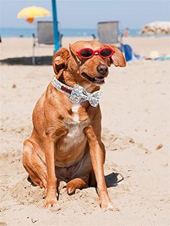 Нашийник для собак Unique Style Paws з метеликом, регульований, для середніх собак (L, Райдужний)