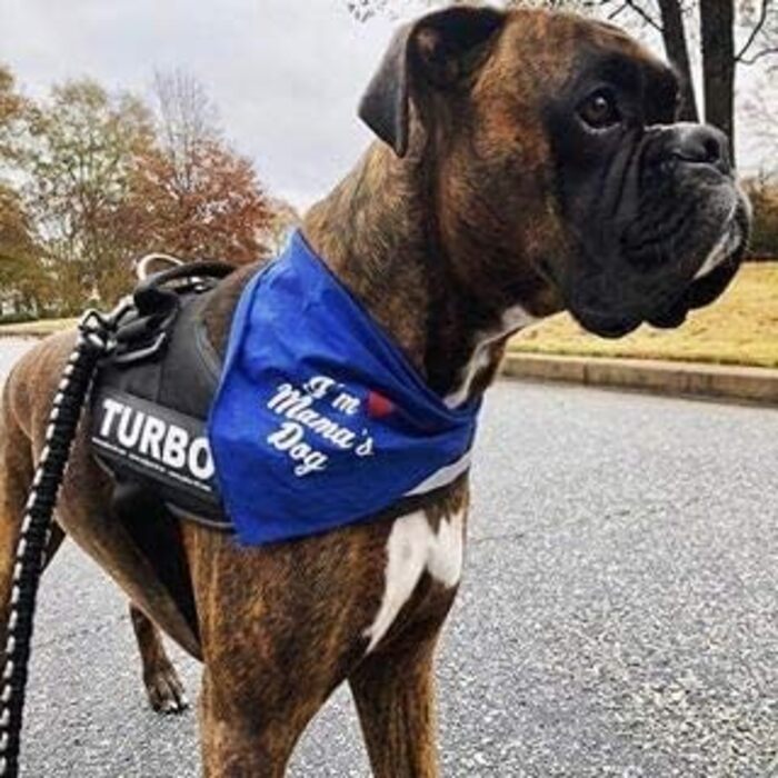 Шлейка Julius K-9 IDC Powergeschirre Blau з індивідуальним написом, для собак маленької, середньої та великої породи, 16IDC+CUSTOMP-B