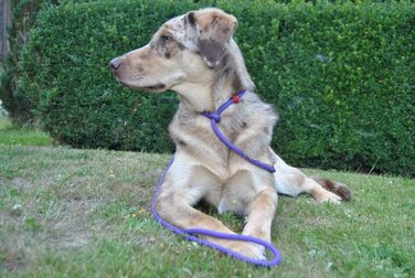 PatchArt-Leine (Green) - Leash and collar in ONE (Purple)