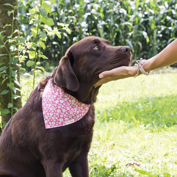 Pettsie Dog Collar with Bandana Cloth and Friendship Bracelet, Adjustable Sizes S, M, and L, Strong and Durable, Great Gift for Dog Lovers in Attractive Packaging, M, Pink