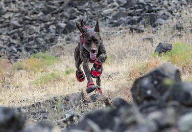 Kurgo Blaze Cross Dog Shoes, For Paw Protection, For Every Season, Waterproof and Reflective, Size XL, Red X-Large