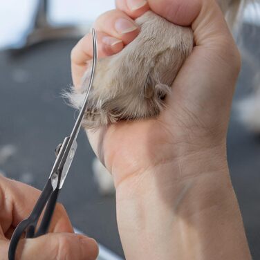 Ножиці для собак Dream Reach 6.5 дюймів, професійні, з нержавіючої сталі 440C, для грумінгу, в подарунковій коробці