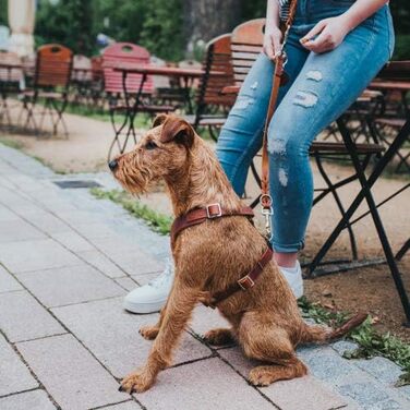Шлейка для собак HUNTER AALBORG, шкіряна, колір cognac, розмір S-M