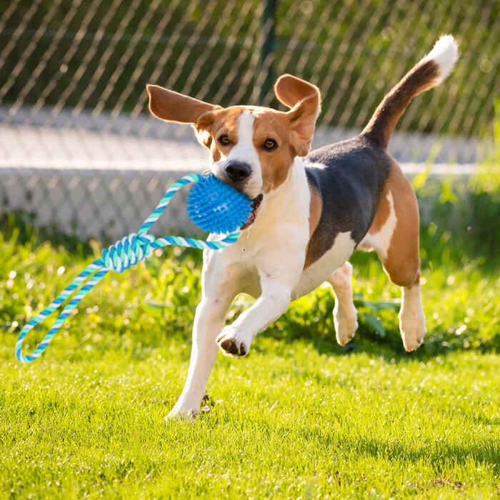Relaxdays Dog Toy Ball with Rope, 3-Piece Set