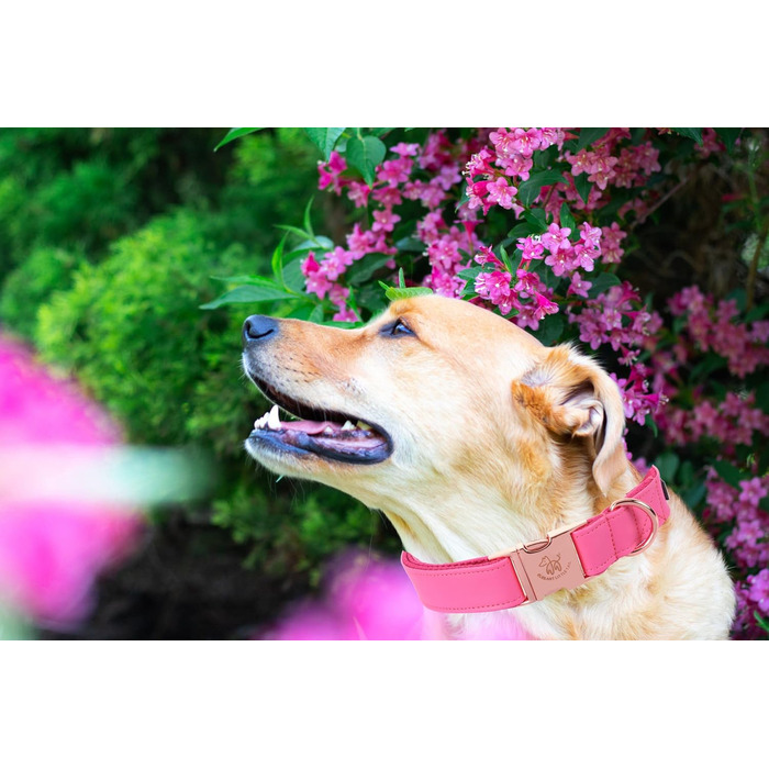 Елегантний поводок та нашийник для собак з натуральної шкіри - міцний нашийник для собак на осінь, регульований для маленьких собак, рожево-рожевий (1 шт.)