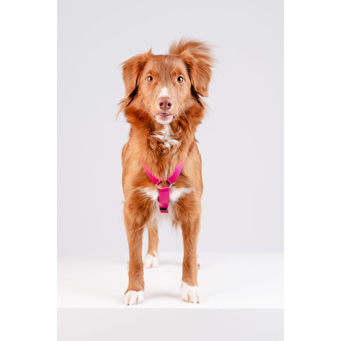 Шлейка для собак Chaba Guard для малих та середніх порід, контрольована, протисмикова, регульована, зручна, легка, класична, розмір M, фуксія/рожева