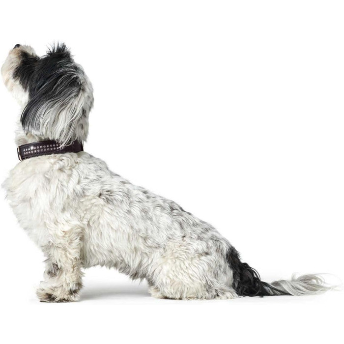 Нашийник для собак HUNTER SOFTIE DELUXE, штучна шкіра, стрази, чорний, розмір XS-S