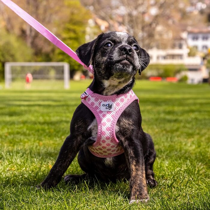 Шлейка для собак curli Clasp Air-Mesh рожева з кругами XS та поводок M