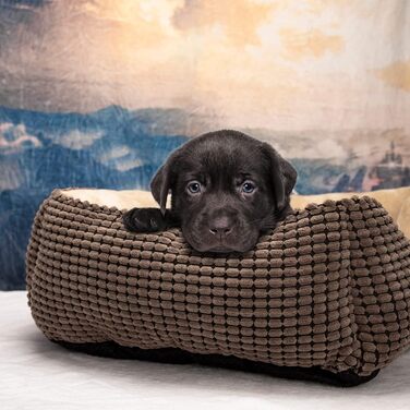 JOEJOY Dog Bed, Medium-Sized Dogs, Washable Dog Basket, Fluffy, Non-Slip Plush Dog Bed, 63x53x20cm, Dog Beds for Small and Medium Dogs and Cats (L 76 x W 61 x H 23 cm, Brown)
