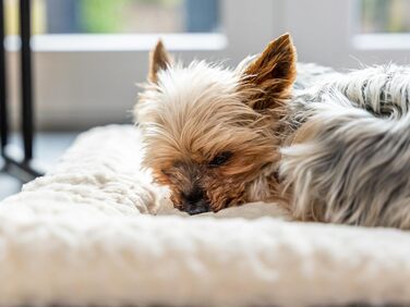 TrendPet Лежанка для собак і котів, двостороння, з підкладкою, 90x65 см, бежева