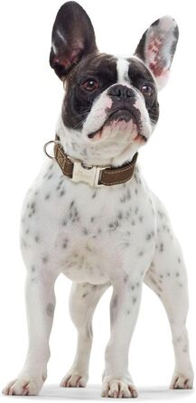 Нашийник для собак HUNTER ALU-STRONG: міцний, з алюмінієвим затвором, шкіряний, оливковий, розмір M