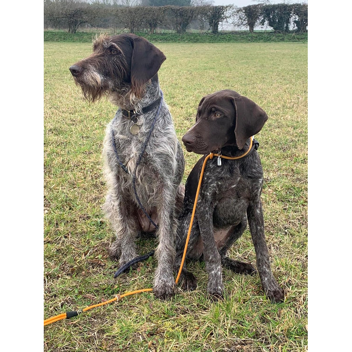 Leine - Training lead for dogs - 2in1 dog collar and lead - Slip lead - Retriever lead with integrated collar (Small/Medium - Color: ) - Length 120 cm, Diameter 1 cm (S/M, Black)