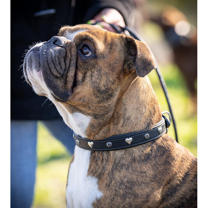 Нашийник для собак Jack Russell з натуральної шкіри чорного кольору з аплікаціями у вигляді серця та квітки, подвійний шар, розмір S (26.0-36.0)