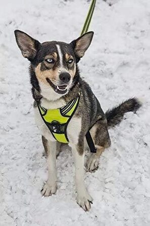 Шлейка для собак Truelove TLH5651, не дає тягнути, світловідбиваючі шви для видимості вночі, для активного відпочинку (неоновий жовтий, XS)