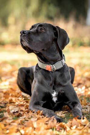 WowWow Professional Dog Collar with Leash - Khaki - Size M 37-46 cm, 195g light, innovative collar with integrated leash - known from 'The Lion's Den'