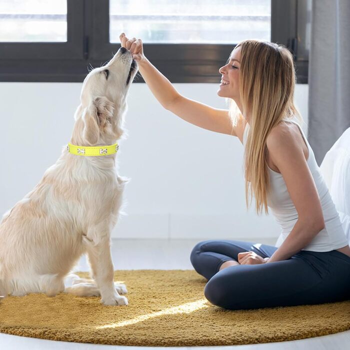 Нашийник для собак з натуральної шкіри та поводок-стрічка: комплект для маленьких та середніх собак і котів, білий (S, жовтий)