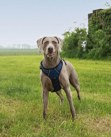 Нашийник для собак Lionto з м'якого нейлону, великий розмір, з відбиваючими елементами, анти-тяга, з 2 кільцями та 4 ремінцями, з двома застібками-кліпсами та гумовою ручкою (XL, блакитний)