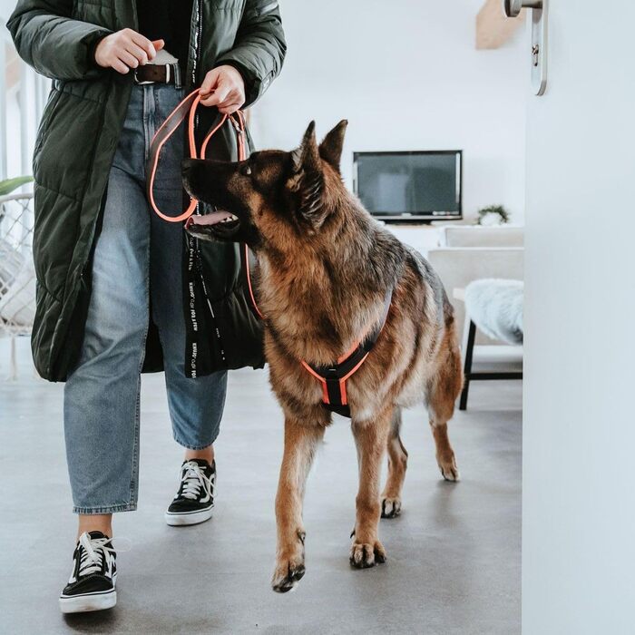 Нашийник для собак Maldon, розмір S-M, оранжево-сірий
