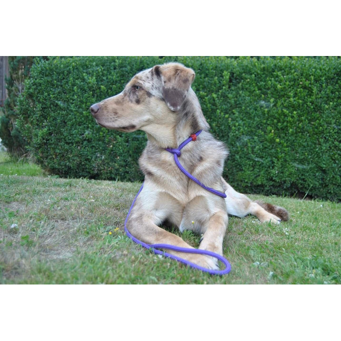 PatchArt-Leine (Green) - Leash and collar in ONE (Purple)