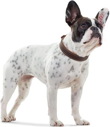 Нашийник для собак HUNTER PORTO, шкіряний, олив'яне дублення, м'який, зносостійкий, ручної роботи, колір: коричневий (cognac)