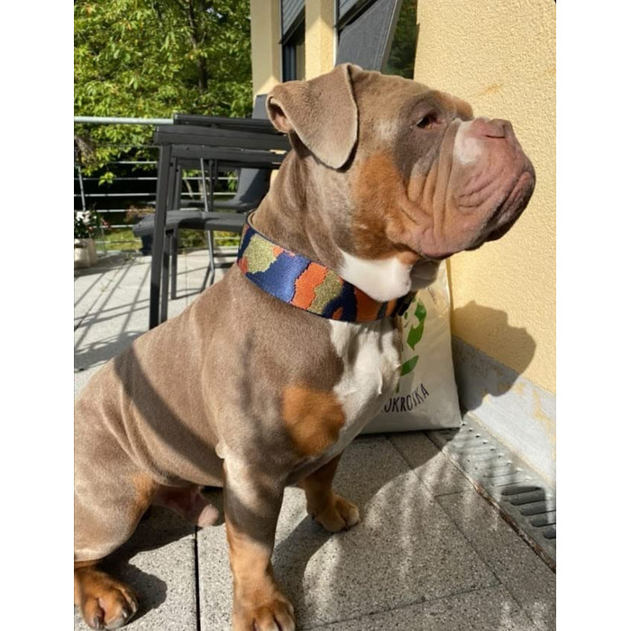 Нашийник для собак Martingale з м'якою підкладкою, 5 см, тренувальний, регульований (до 52 см обхват шиї, 58 см обхват голови), стопор 6 см, сталеві деталі