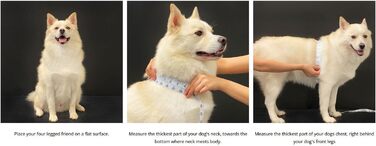 Нашийник для собак Puppia Dotty B (чорний, S)