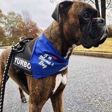 Шлейка Julius K-9 IDC Powergeschirre Blau з індивідуальним написом, для собак маленької, середньої та великої породи, 16IDC+CUSTOMP-B