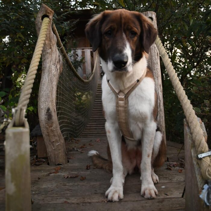 Шлейка для собак Anny-X Brustgeschirr Fun, розмір L (обхват грудей 78-96 см), колір: Сніжинка