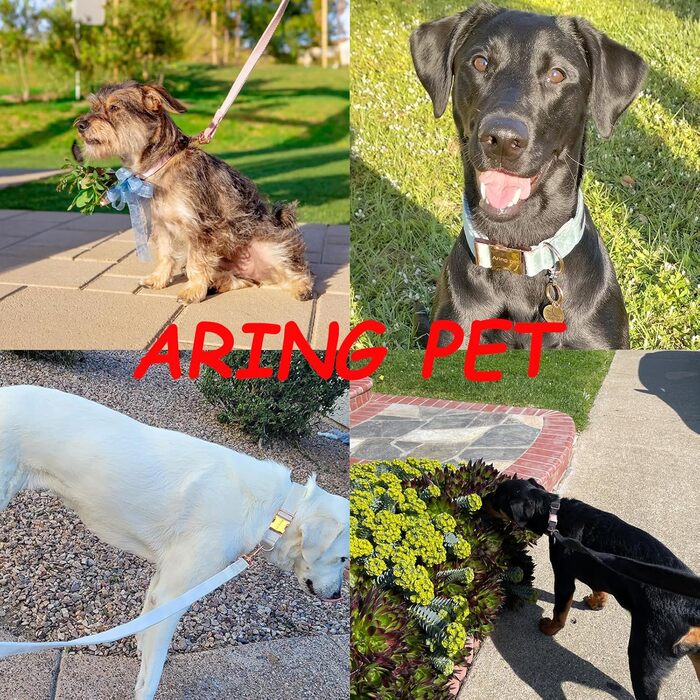 Нашийник та поводок для собак Aring Pet: надійний комплект для малих, середніх та великих собак (червоний, на Новий рік)