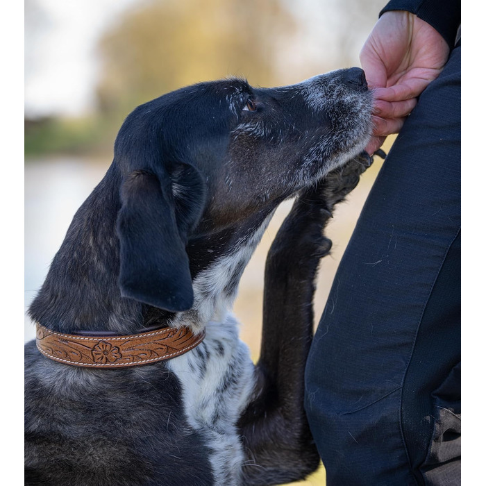 Стильний шкіряний нашийник для собак Джек Рассел від Abey: надійний, з вигравіюваними квітами, з буйволячої шкіри, для комфорту вашого улюбленця (26-34 см)