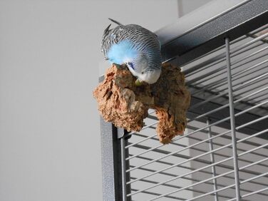 6-Piece Shredder and Nibbling Set for Birds | Basic Equipment for Bird Owners | Budgie Toy | Cockatiel Toy