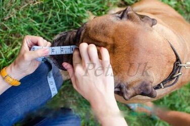 Металевий нашийник-маска для Французького бульдога L&J Pets | Міцний нашийник-маска для Frenchie з чорним полімерним покриттям