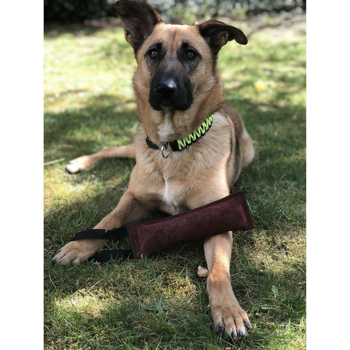 Нашийник для собак Sprenger з паракорду Nylon, 55 см, жовтий, з кліпсою з нержавіючої сталі, водовідштовхуючий, відбиваючий, міцний