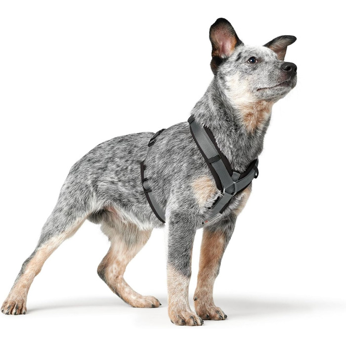 Нашийник для собак HUNTER Hundegeschirr Maldon UP, чорний/сірий, XS: м'який, комфортний, з 3M Scotchlite, регулюється