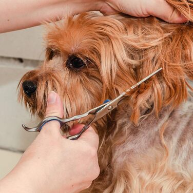 Професійний набір для догляду за собаками Bizzarre.ly – набір інструментів для грумінгу собак та домашніх тварин. Включає ножиці для шерсті, ножиці для фінальної обробки, вигнуті ножиці та гребінець для собак та котів.