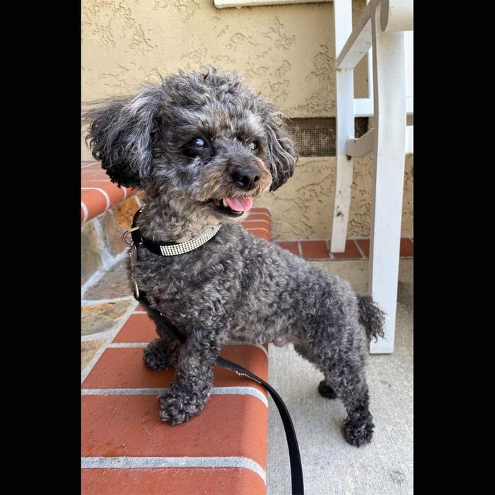 Набір для собак та котів: блискучий нашийник та поводок зі стразами, чорний. Нашийник, шлейка, поводок для собак та котів.