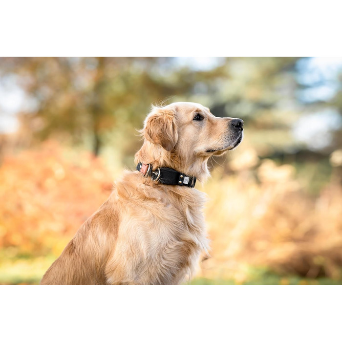 WowWow Professional Dog Collar with Leash - Size 37-46 cm, 195g, lightweight, innovative collar with integrated leash - known from 'The Lion's Den' (M, Black)