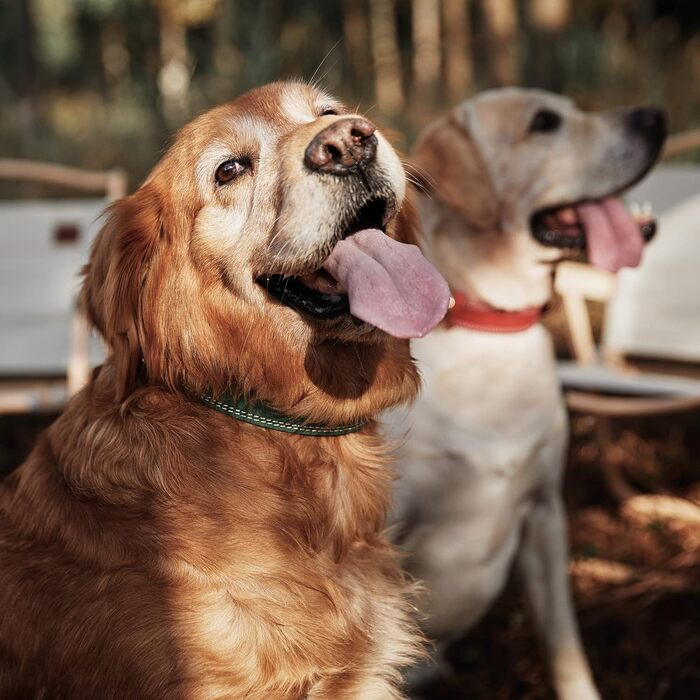 Нашийник для собак з натуральної шкіри, зелений, ширина 2.5 см, обхват шиї 40-51 см