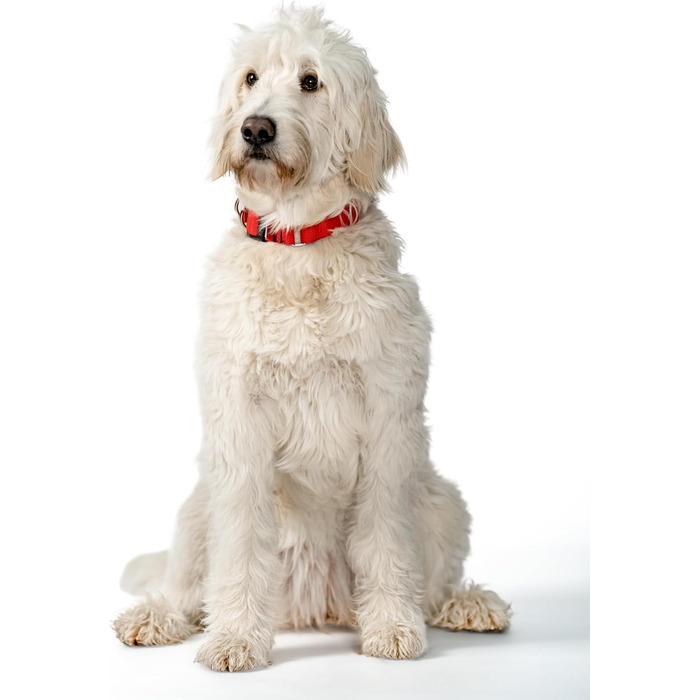 WowWow Professional Dog Collar with Leash - Size 37-46 cm, 195g, lightweight, innovative collar with integrated leash - known from 'The Lion's Den' (S, Red)