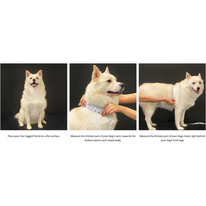 Нашийник для собак Puppia Dotty B (чорний, S)